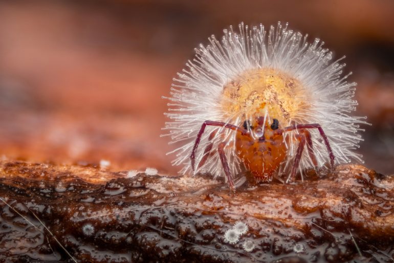 Alexis Tinker-Tsavalas captures a mesmerizing image of a small, hairy caterpillar on textured brown ground. Its adorned with translucent, hair-like structures and features a distinct reddish head with visible antennae—a testament to nature’s intricate beauty.