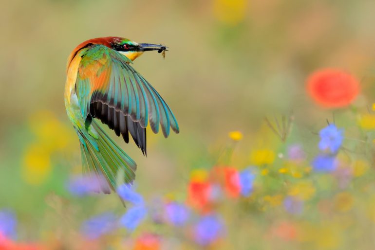 A European bee-eater with vibrant green, orange, and blue plumage is captured mid-flight in this Close-up Photographer of the Year entry. The bird holds a black insect in its beak against a backdrop of blurred flowers in striking red, blue, and yellow hues.