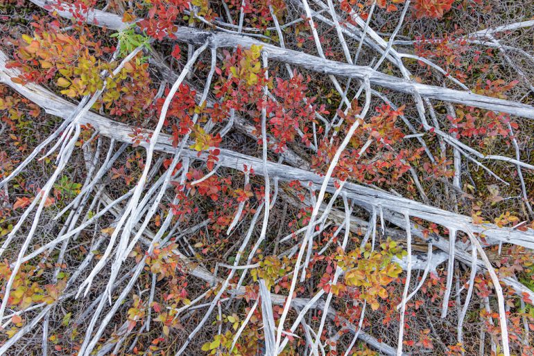 Aerial view of fallen, weathered tree branches interwoven with vibrant red and orange autumn leaves. The scene reveals stark contrasts between the grayish wood and colorful foliage on the forest floor.