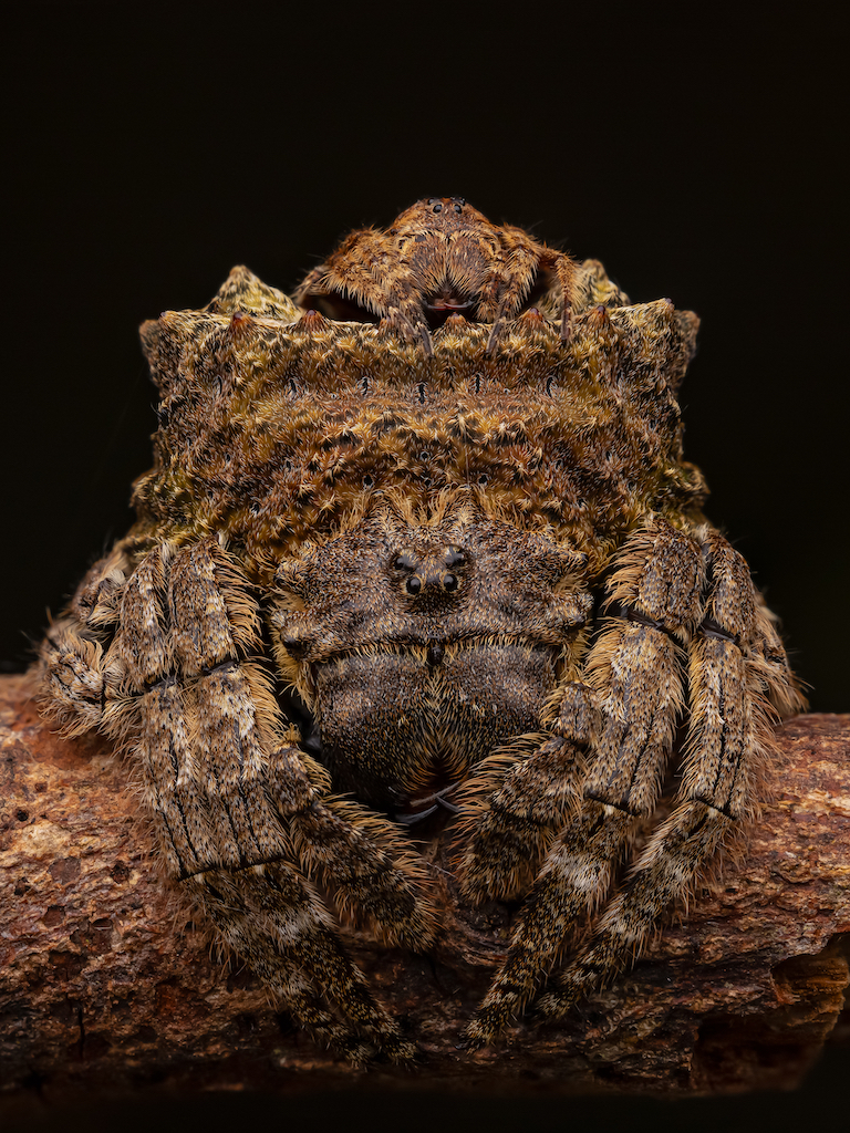 A camouflaged spider and its mate expertly blending into a twig. The spiders textured body and legs mimic the twig’s color and pattern, making them nearly invisible. A dark background accentuates its remarkable disguise, showcasing natures artistry. Picture by Artur Tomaszek.