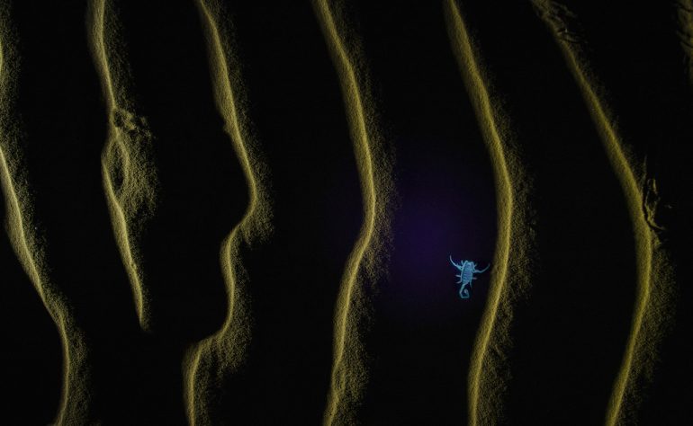 In this captivating shot, a small, glowing scorpion is illuminated in the dark, nestled between ripple-like sand patterns.