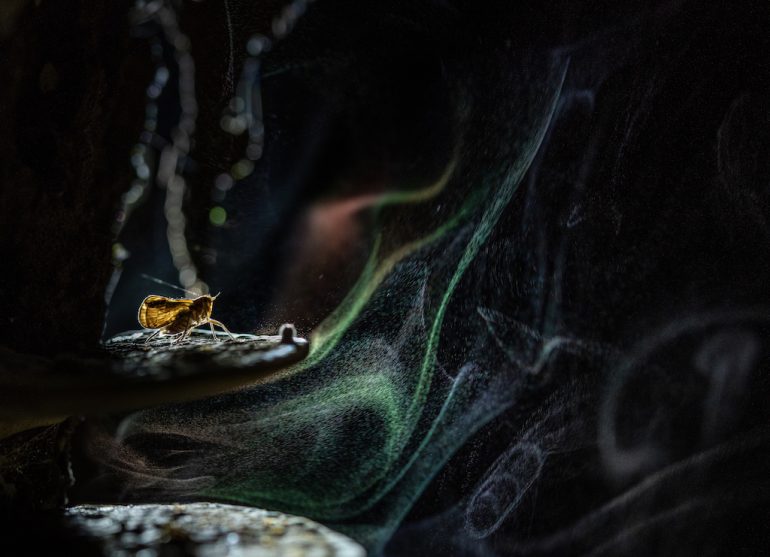 A small moth with golden-brown wings rests on a surface in a dimly lit setting. In this mesmerizing shot worthy of the Close-up Photographer of the Year, wisps of smoke or light create a swirling pattern in the background, adding motion and depth to the dark scene.