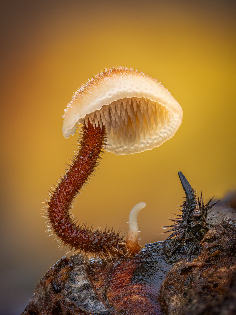 Close-up of a small, unusual mushroom with a fuzzy stem and gilled cap, emerging from a textured surface. The background is softly blurred in warm golden tones. Image by Barry Webb.