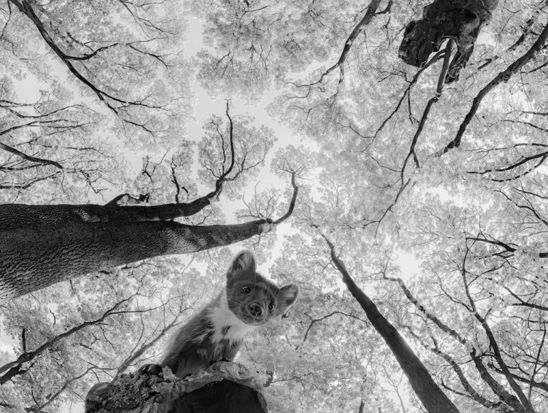 Black and white photo capturing the essence of the forest floor while gazing up at the tree canopy. A curious creature, a pine marten, perches on a branch in the foreground. Tall trees with bare branches fill the backdrop. Picture by Csaba Daroczi.