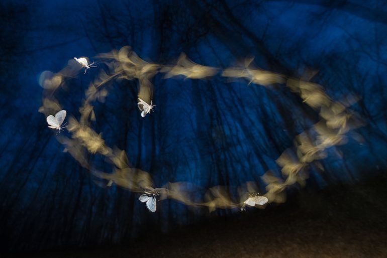White moths fly in a circular pattern in a forest at night, their blurred wings creating a spiral effect against the deep blue, shadowy background of trees. Image by Ferenc Kocsis.