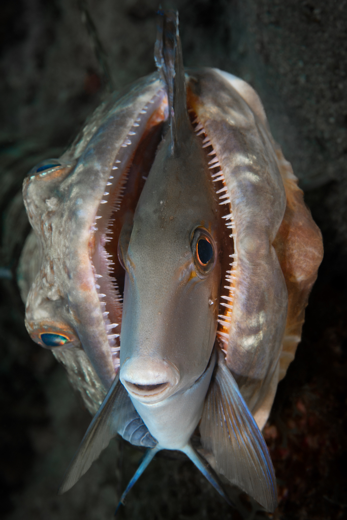 A lizardfish grapples with a doctorfish underwater. Picture by Gabriel Jensen.