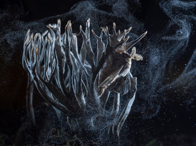 A delicate mushroom with grayish-white tendrils grows from the ground, releasing a cloud of fine spores. A moth lies motionless among the tendrils, illuminated against a dark background. Image by Imre Potyó.
