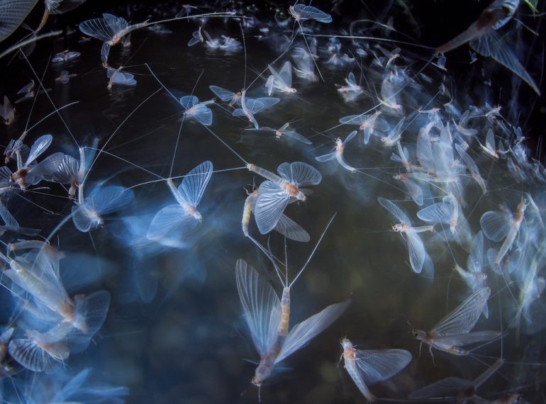 A swarm of mayflies, with delicate translucent wings, dances near the waters surface in this mesmerizing image. Captured with precision worthy of a Close-up Photographer of the Year, their graceful motion reflects beautifully on the water below.