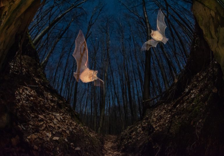 Two bats glide through a moonlit forest at night, their wings vividly detailed. The scene is framed by bare trees under a dark, clear sky, with fallen leaves carpeting the ground. Image by Imre Potyó.