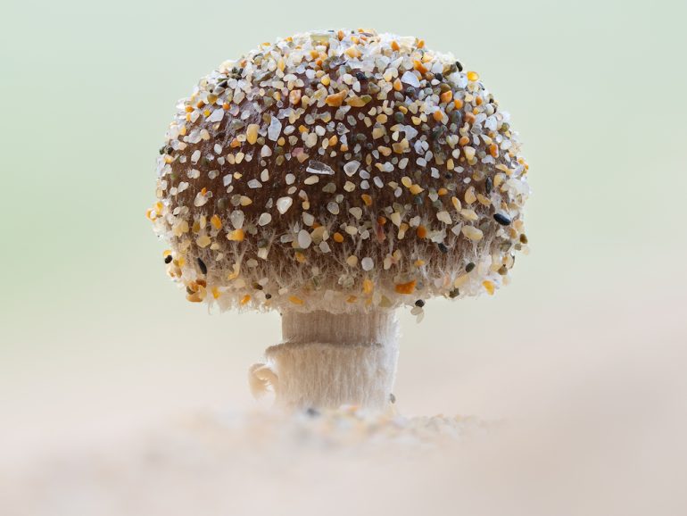 Captured by Jamie Spensley this image features a small mushroom with a rounded cap sprinkled with sand-like particles. It stands delicately on its short stem against a softly blurred backdrop, highlighting the intricate beauty of natures details.