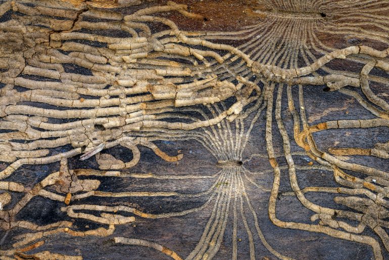 This capture reveals intricate beetle galleries on a trees bark, showcasing winding, linear paths crafted by the insects. The dark brown bark contrasts beautifully with the light tan etched trails.