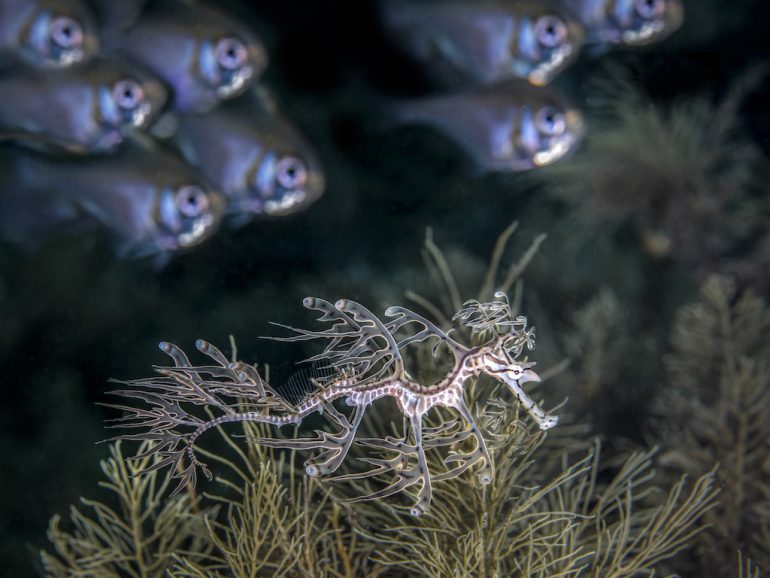 A leafy sea dragon, adorned with leaf-like protrusions for camouflage, glides through the seaweed in the foreground. In the background, a group of small fish with prominent eyes observes this marvel. Picture by Jenny Stock.