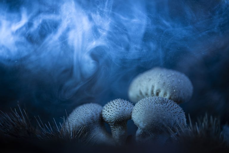 Close-up of several round mushrooms with textured surfaces, enveloped in a hazy blue mist. The background is blurred, creating a mysterious, atmospheric effect. Taken by José Luis Gigirey González.