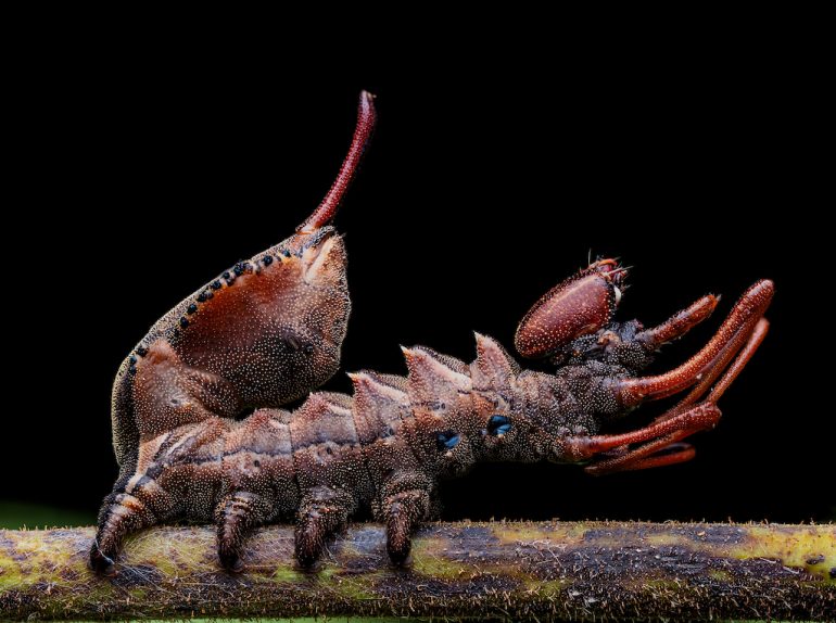This stunning image showcases a brown, spiny insect on a twig against a black background. Its antler-like extension and prominent spines are mesmerizing amid the green and brown textures of the twig. Picture by José Manuel Lois Rial.