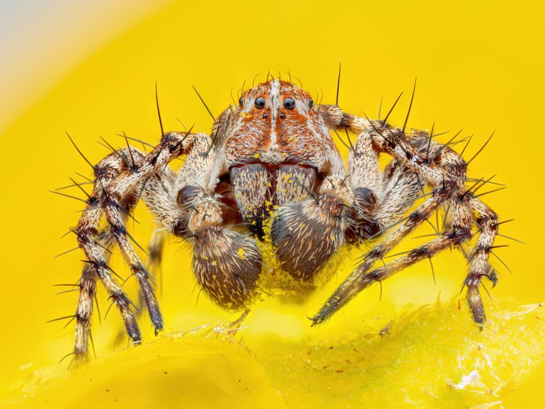 This striking image features a jumping spider with a furry, patterned body and prominent eyes. It stands on a vibrant yellow surface, its front legs raised, revealing numerous tiny hairs on its legs and body. Image by Manfred Auer.