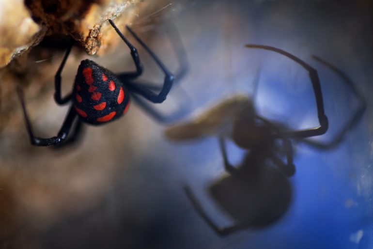 A spider with a black body and red markings hangs upside down on its web. Its reflection shimmers on a glossy surface, set against a blurred blue backdrop. Image by Pier Luigi Rizzo.