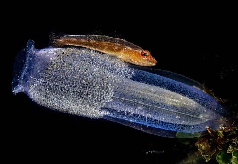 A small, elongated brown fish with red eyes rests on a translucent blue sea squirt against a dark background. This captivating scene, worthy of Close-up Photographer of the Year, showcases the sea squirts textured body adorned with numerous small dots.