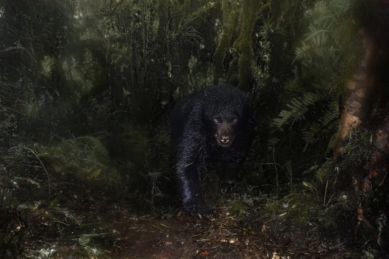An Andean bear stands prominently in a dense, dark forest, its black fur contrasting with the verdant foliage and shadowy surroundings. With a gaze capturing the essence of a wild beast, undergrowth and towering trees frame this captivating scene. Picture by Santiago J. Monroy García