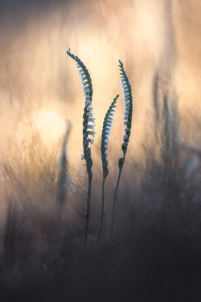 Three slender, spiral-shaped wildflowers with small white blooms rise against a blurred background of soft, warm tones. Captured by Sebastien Blomme Tournicoti, they appear delicate amid subtle, out-of-focus grasses.