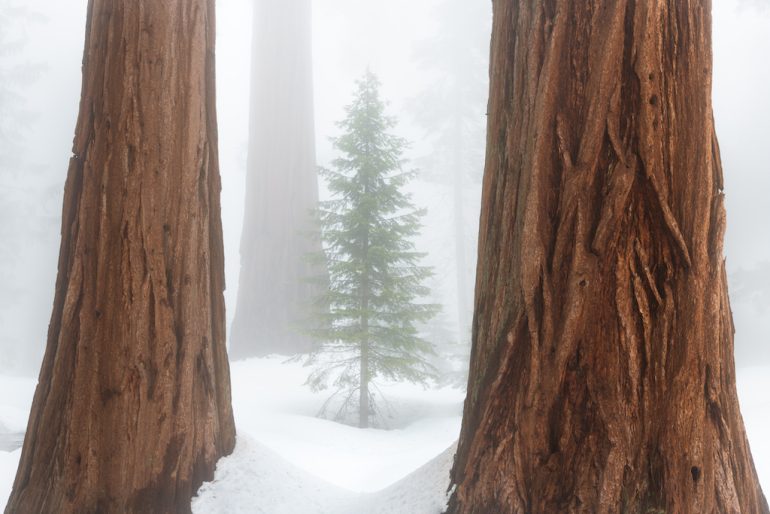 Tall sequoia trees frame a smaller evergreen tree in a misty forest, creating a beautiful scene. The ground is blanketed in snow, and the tranquil atmosphere is enhanced by drifting fog. Picture by Sigfrido Zimmermann.