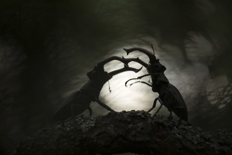 Two stag beetles are silhouetted against a blurred, dark background, captured in an award-worthy shot by a Close-up Photographer of the Year. They face each other on a textured branch, mandibles raised in confrontation, dramatically backlit for an intense visual impact.