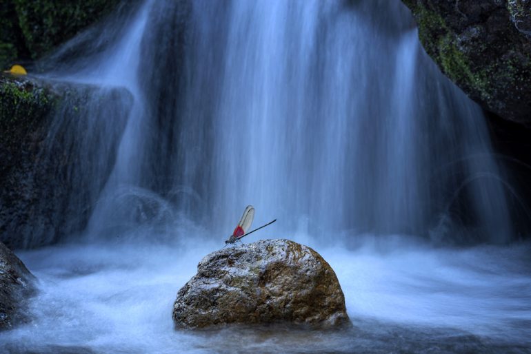 A dragonfly with a red tail rests on a rock in front of a blurred waterfall, embodying the enchanting beauty of the capture. The lush moss and foliage surround, while water cascades over rocks, crafting an ethereal, misty atmosphere. Image by Yong Miao.