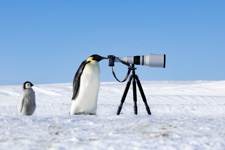 Penguin with a camera on a tripod, looking through the lens; a chick stands nearby on the snowy ground.
