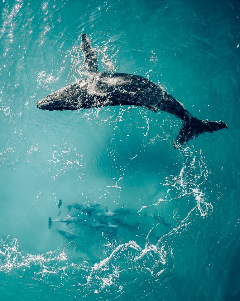 Whale swimming in clear blue sea, viewed from above, creating ripples and splashes.