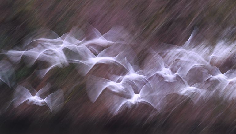 Blurred motion image of flying white birds against a soft, dark background.