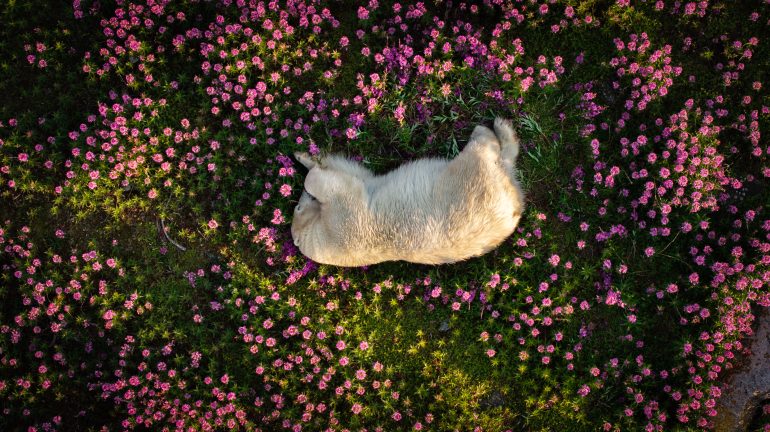 A dog lying on its side in a field of pink flowers, surrounded by green grass, viewed from above.