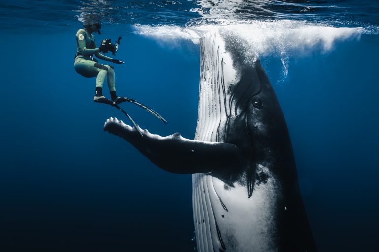 A diver photographs a large humpback whale underwater, the whales fin and head near the surface.