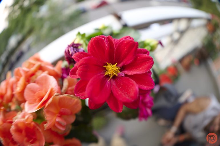 A close-up of a vibrant red and pink flower with other flowers and a blurred outdoor background.