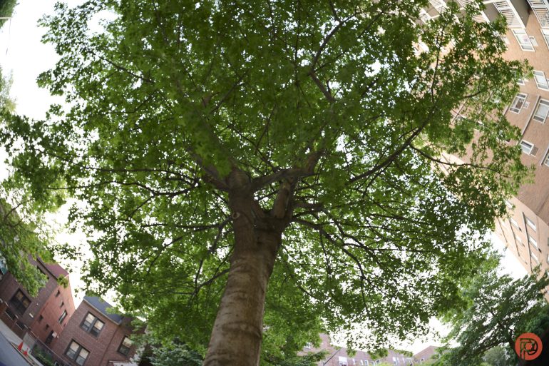 Looking up at a leafy tree with buildings visible in the background on a sunny day.