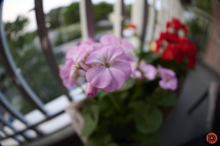 Close-up of pink and red flowers on a balcony, with a blurred background and fisheye lens effect.