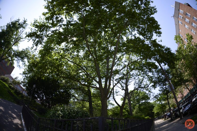 Large tree with green leaves in a park, surrounded by buildings under a bright blue sky, seen with a fisheye lens.