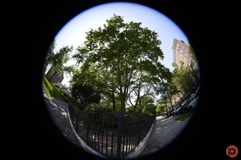 Fisheye lens view of a leafy tree and sidewalk with buildings and parked cars under a blue sky.
