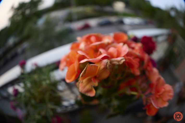 Bright orange flowers in focus, with a blurred background of greenery and street, taken with a fisheye lens.