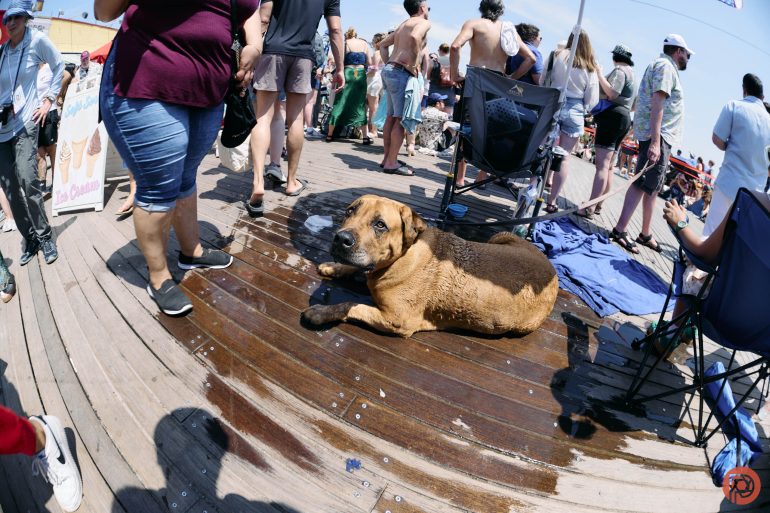 A large brown dog lies on a wet boardwalk surrounded by people at an outdoor event.