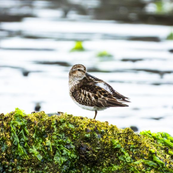 A small brown and white bird stands on one leg on a moss-covered rock near water.