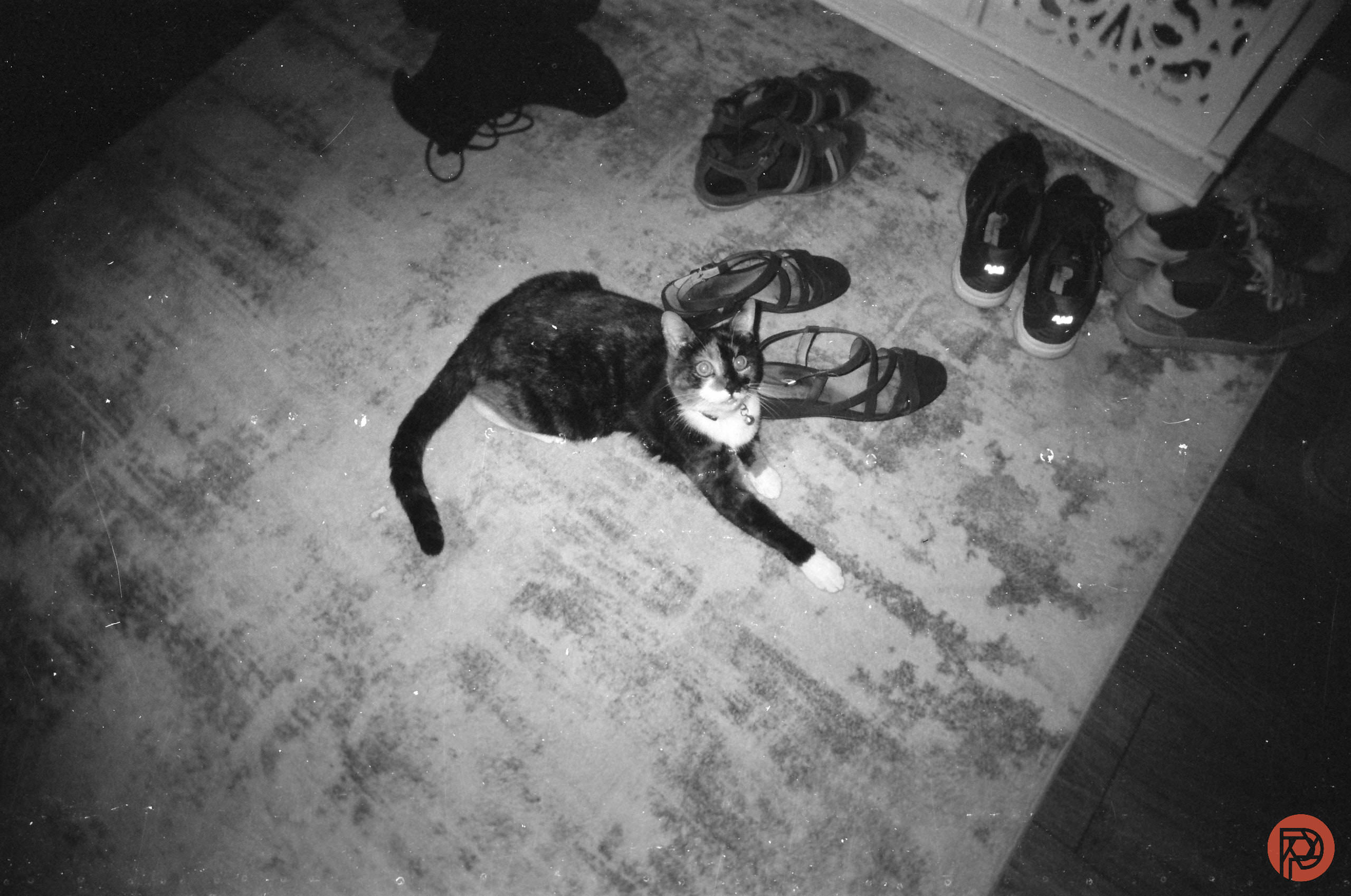 The Most Influential 90s Music Videos for Black and White Photographers A cat lies on a rug near several pairs of shoes, looking up toward the camera in a black-and-white photo.