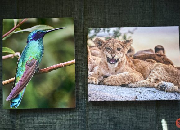 Two canvas prints: one of a green hummingbird and one of lion cubs lying together on a rock.