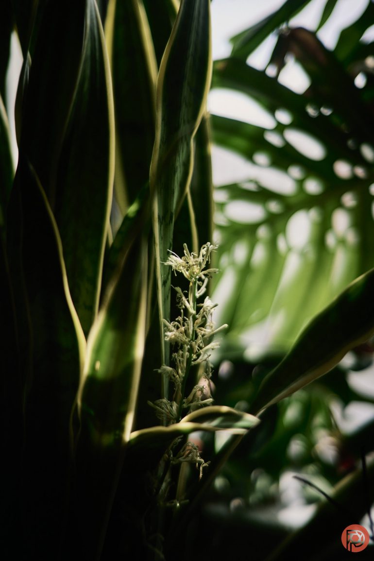 A snake plant with a tall flower stalk, surrounded by green leaves, in natural light.