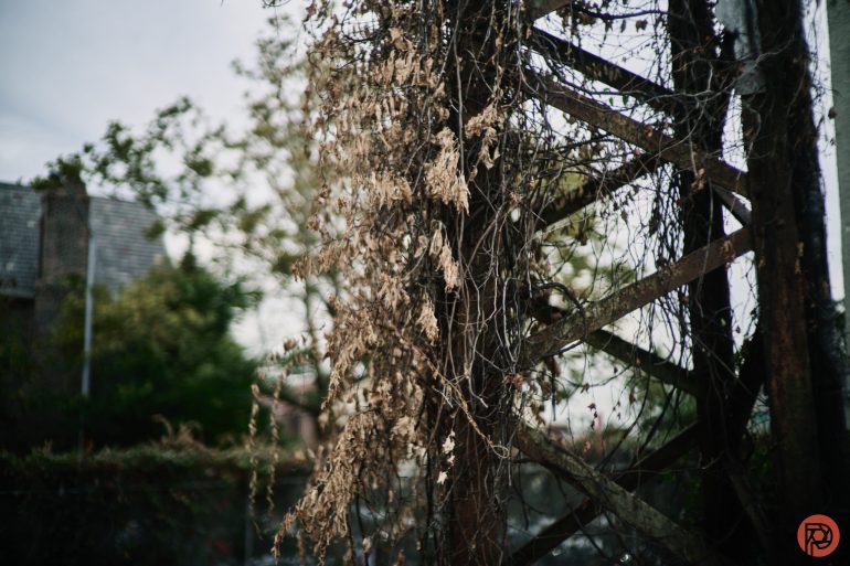 Rusty metal structure covered in dry, tangled vines, with blurred trees and buildings in the background.