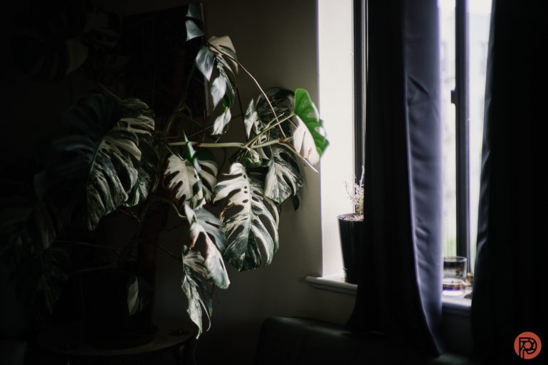 Large leafy plant by a sunlit window with dark curtains, in a softly lit room.