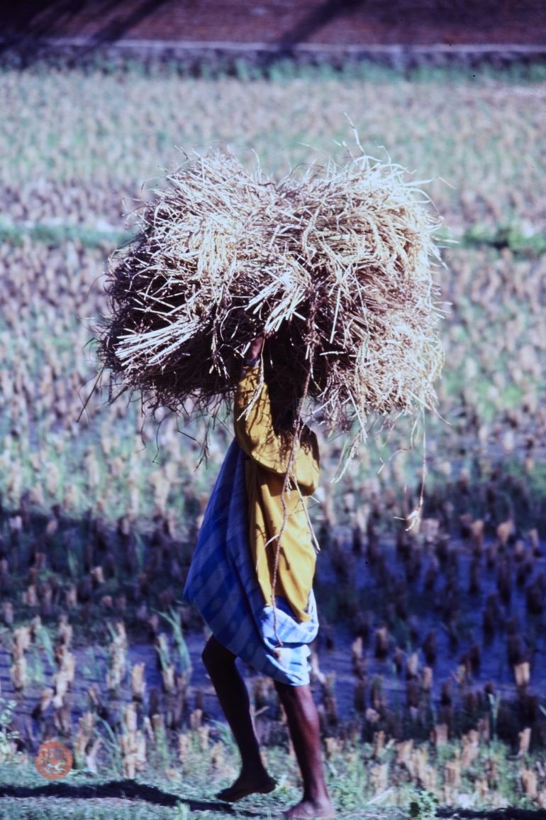 Person carrying a large bundle of hay on their head while walking barefoot through a field.