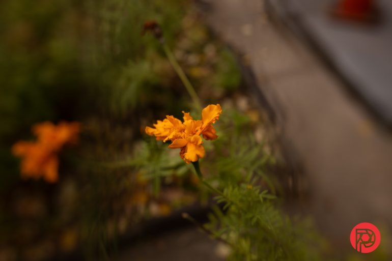 An orange marigold flower in focus with blurred green leaves and a pathway in the background.