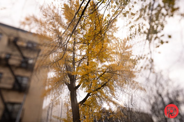 A tall tree with yellow leaves stands near buildings on a cloudy day.