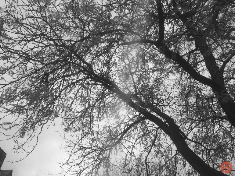 Bare tree branches spread across a cloudy, overcast sky in a black and white photograph.