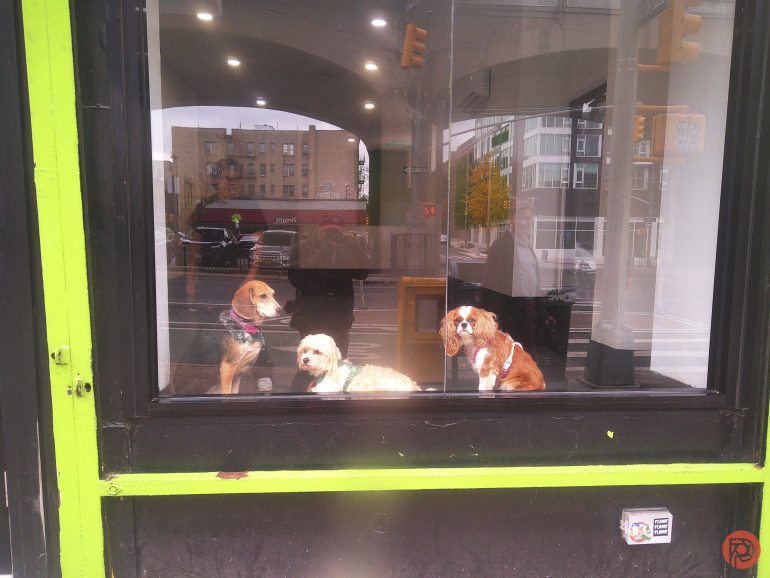 Three dogs sit in a storefront window, looking outside onto a city street.