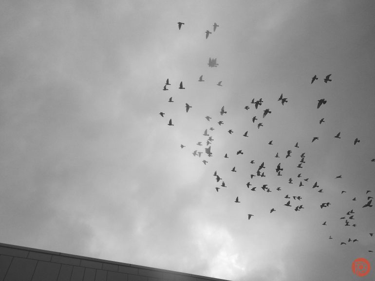 A flock of birds flies across a cloudy, gray sky above the edge of a building.